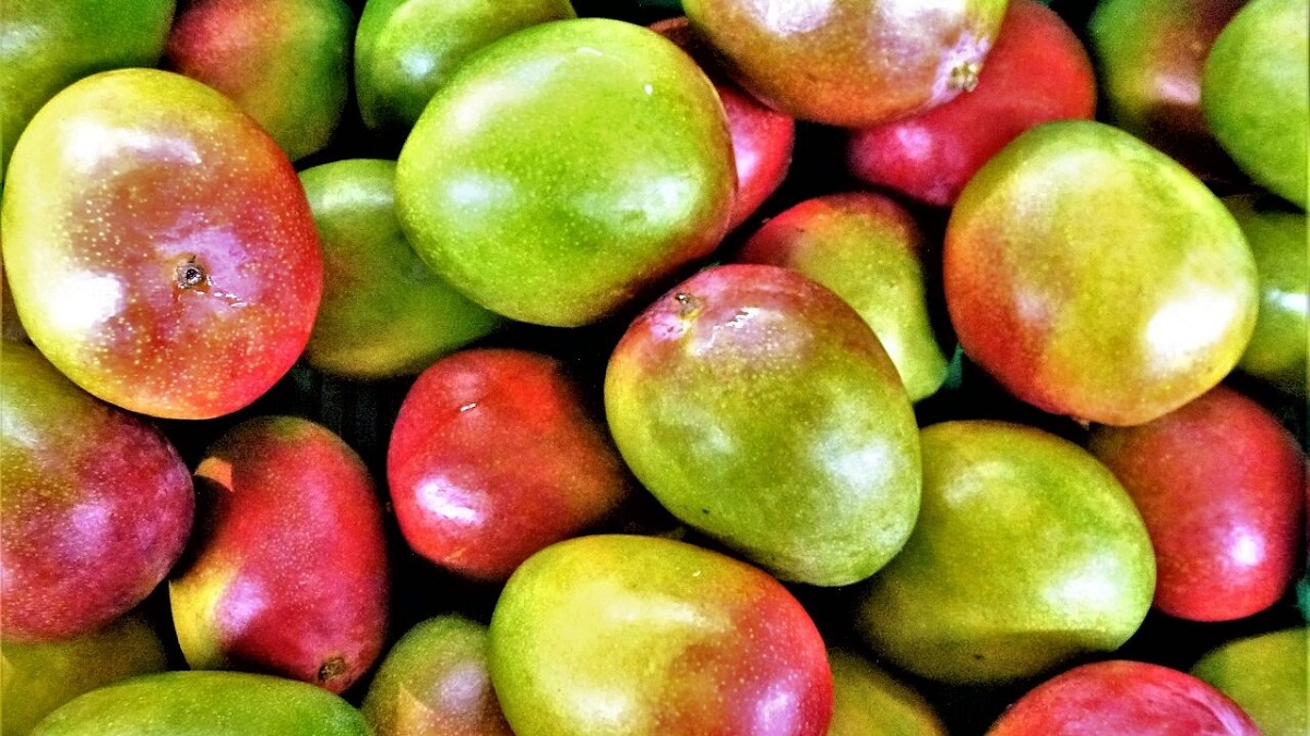 mature mangoes.jpg